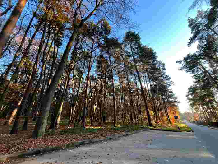 ДІАМ дозволила забудувати котеджами 14 га лісу у Брюховичах