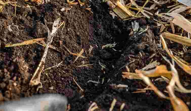 Всього три природні компоненти: як повернути восени родючість ґрунту без гною