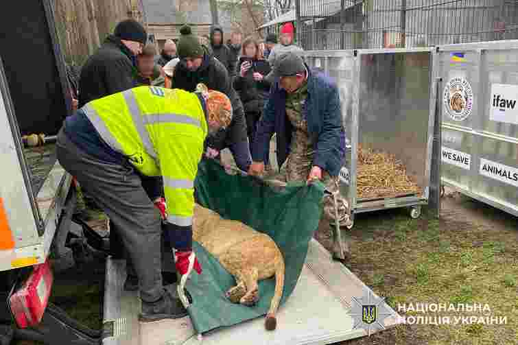 Двох левиць відправлять в Африку після втечі з реабілітаційного центру в Хмельницькому