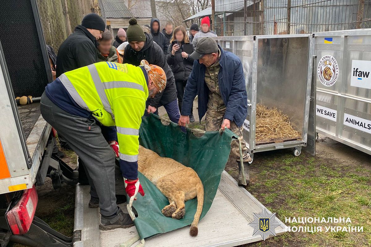 Двох левиць відправлять в Африку після втечі з реабілітаційного центру в Хмельницькому