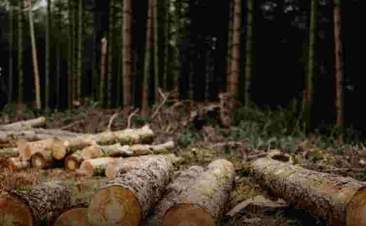 Стало відомо про масштабну схему привласнення лісу біля Буковелю