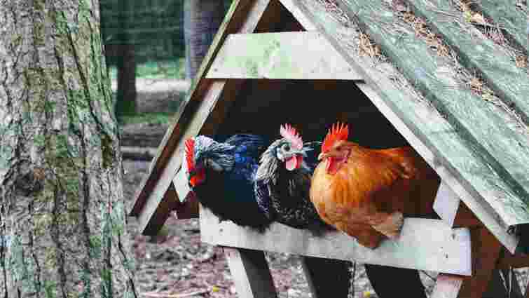 Результат вас приємно вразить: навіщо взимку давати курям звичайні дріжджі