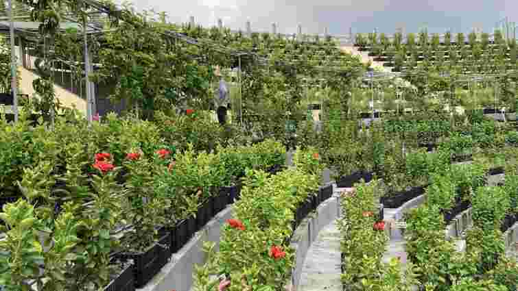 Інжир, папая та різні овочі: як футбольний стадіон у Тайвані перетворили на город