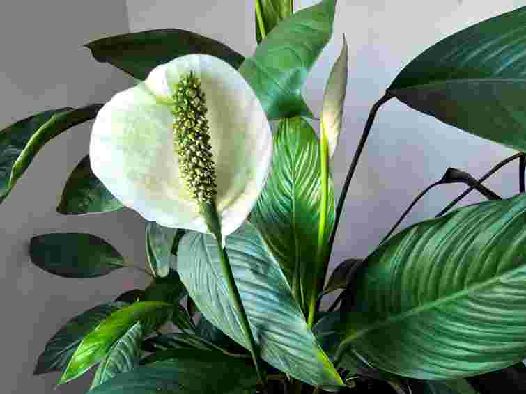 Яскравий дім взимку: які три рослини цвістимуть навіть з мінімальним світлом