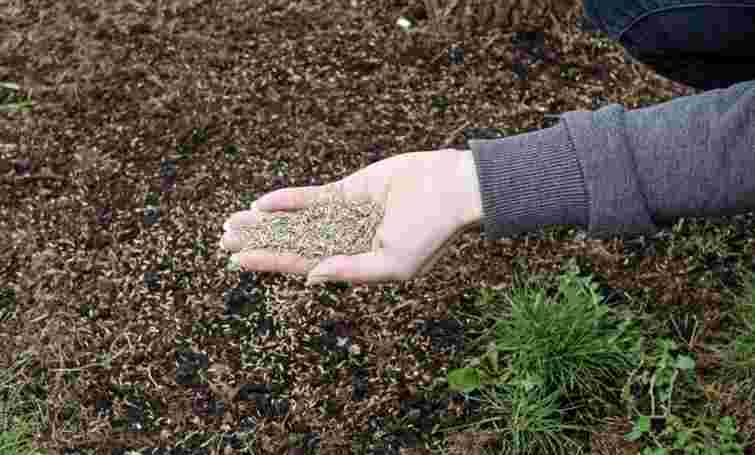 Радикальне оздоровлення ґрунту: які сидерати можна сіяти навіть взимку