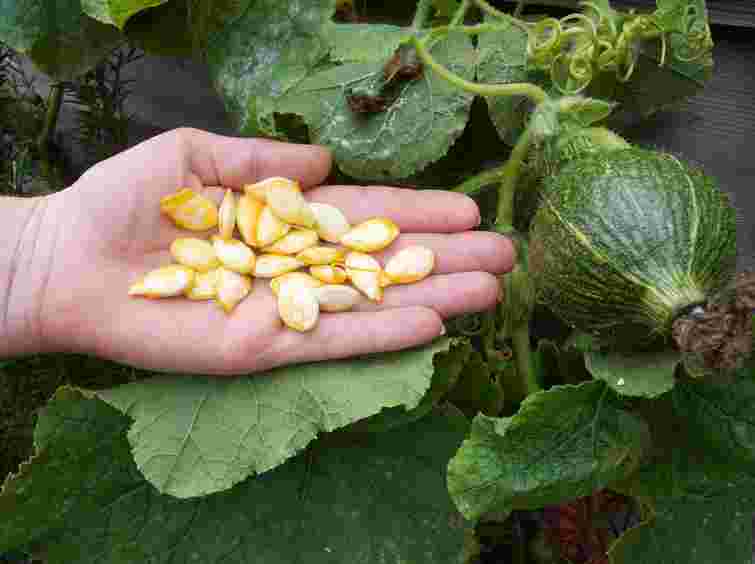 Кабачки можна сіяти навіть у листопаді: як отримати ранні та сильні сходи навесні