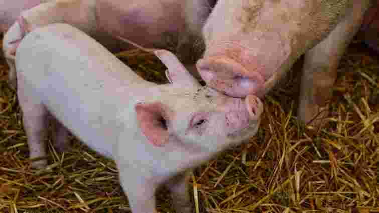 Точно не замерзнуть: чим бюджетно утеплити сарай для свиней