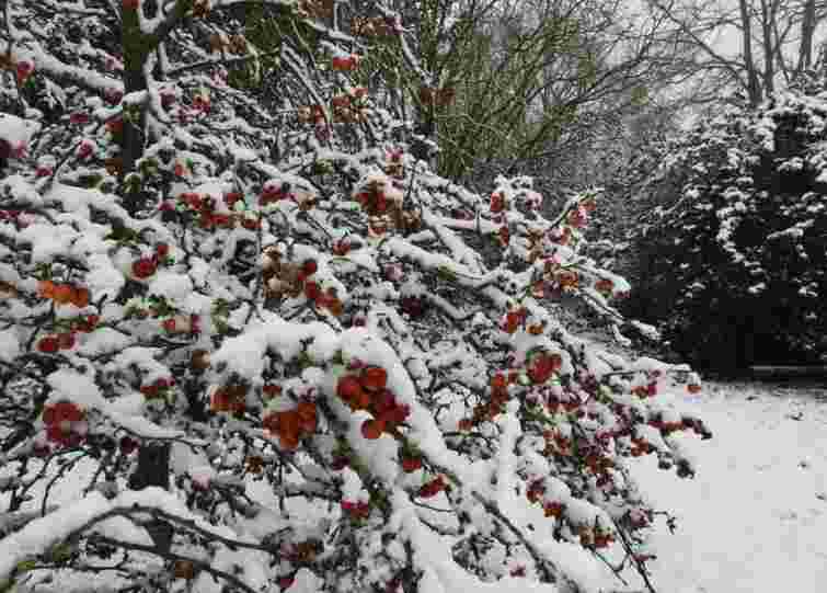 Справжня зимова казка: як зробити сад привабливим і яскравим у холодний сезон