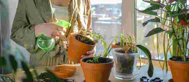 Ви робите тільки гірше: як правильно поливати кімнатні рослини взимку, щоб вони вижили
