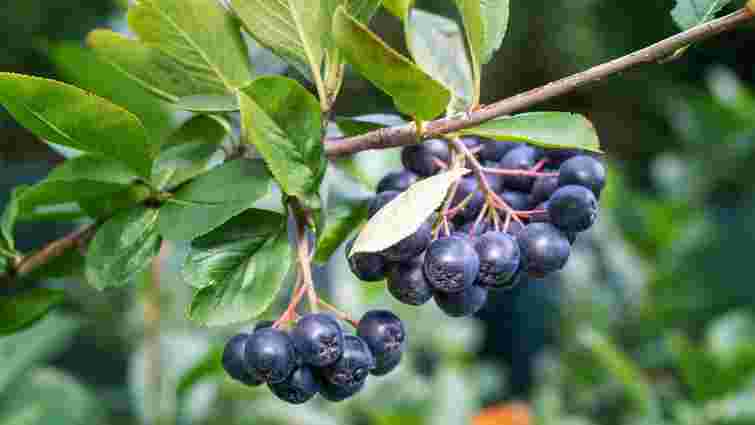 Висадіть його вже зараз: найкращий ягідний кущ для пізньої осені