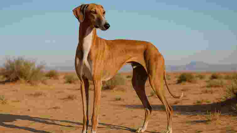 Шанси їх зустріти – мінімальні: 6 найбільш рідкісних порід собак 