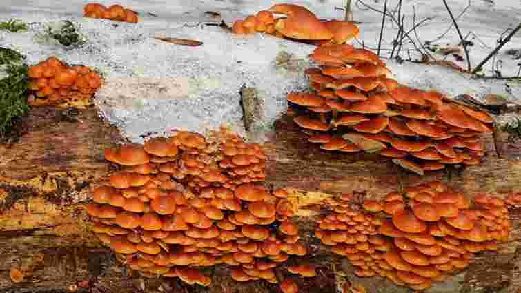 Взимку теж можна збирати гриби: де шукати зимові опеньки і що з ними робити