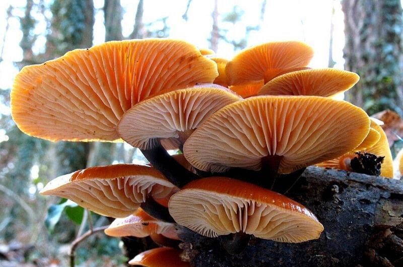 Пластинки в зимових опеньків візуально йдуть до гори (фото vlisi.com.ua)