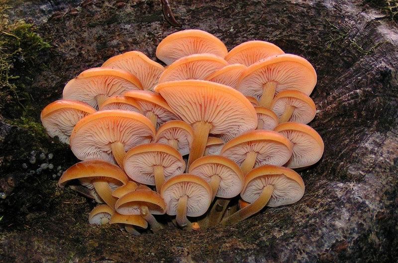 Фламуліна росте групами на листяних деревах (фото vlisi.com.ua)