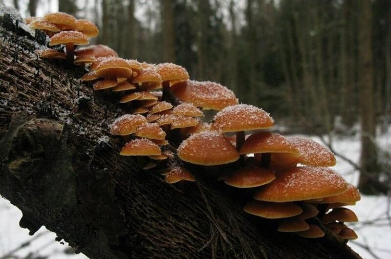 Зимові опеньки містять природний антифриз, тому не псуються навіть в мороз (фото vlisi.com.ua)