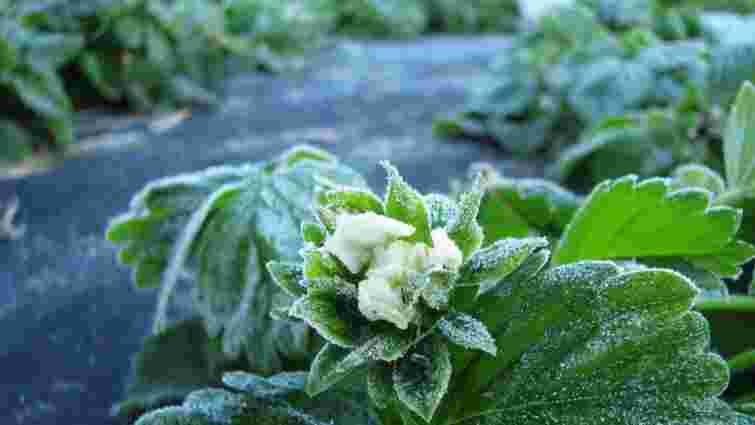 Саме зараз формується врожай на наступний рік: чим підживити полуницю до кінця листопада