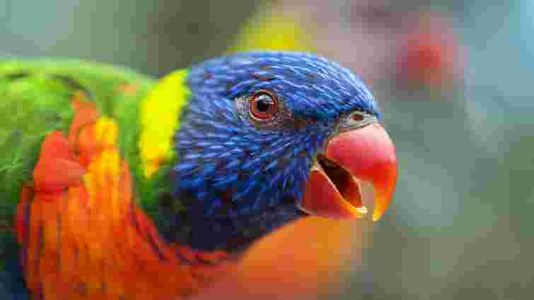 Це неможливо мило: девʼять ознак, що ваш папуга щасливий