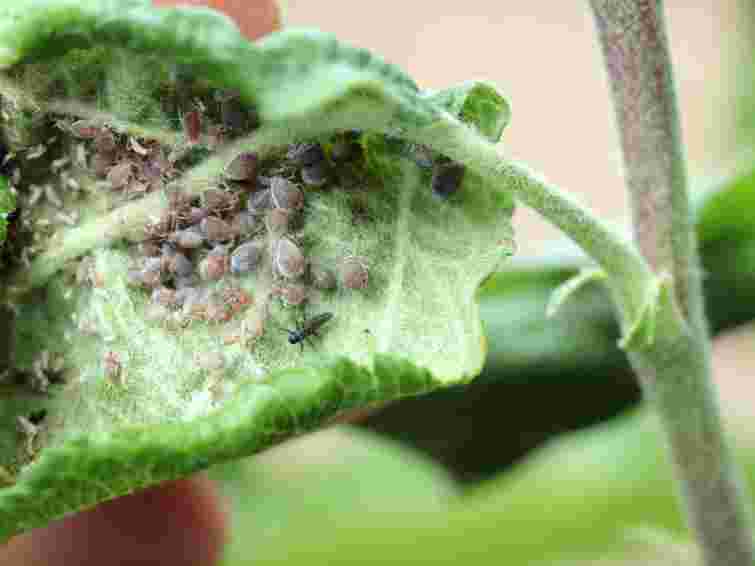 Шампунь від бліх допоможе проти городніх шкідників: міф чи небезпека