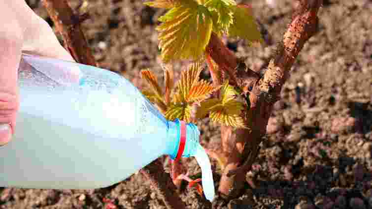 Останній шанс перед морозами: який простий розчин зробить ґрунт в рази здоровішим