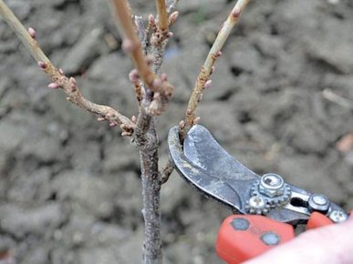 Категорично заборонено: який кущ ніколи не можна обрізати восени, бо втратить цвітіння