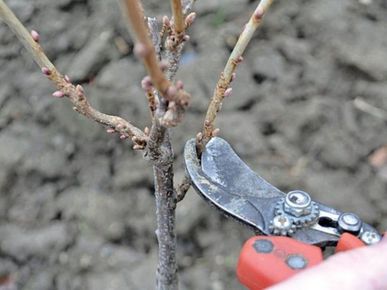 Категорично заборонено: який кущ ніколи не можна обрізати восени, бо втратить цвітіння