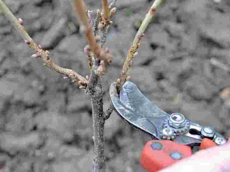 Категорично заборонено: який кущ ніколи не можна обрізати восени, бо втратить цвітіння
