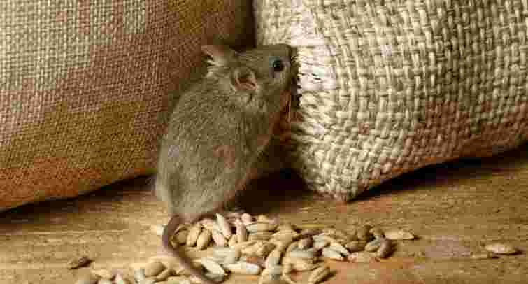 Медики виявили у 60-річного львів'янина хантавірус