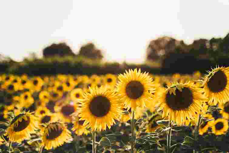 Менше олійності та більше вологи: що відбувається з врожаєм соняшнику