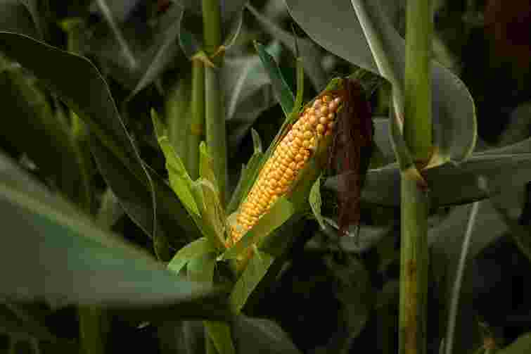 Італія стала найбільшим імпортером української кукурудзи у 2025 році