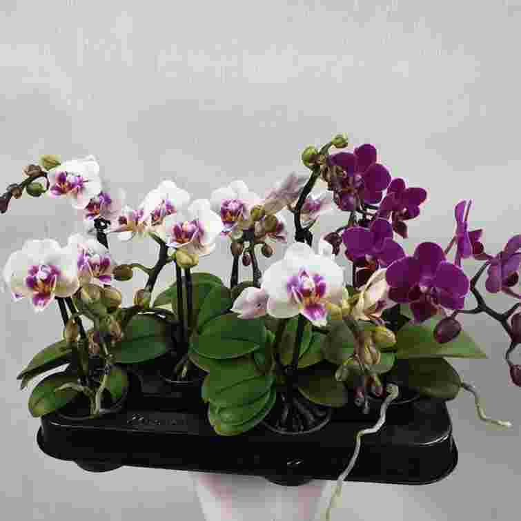 Орхідея тішитиме квітами навіть взимку: ось єдина перевірена річ, яку вам треба зробити