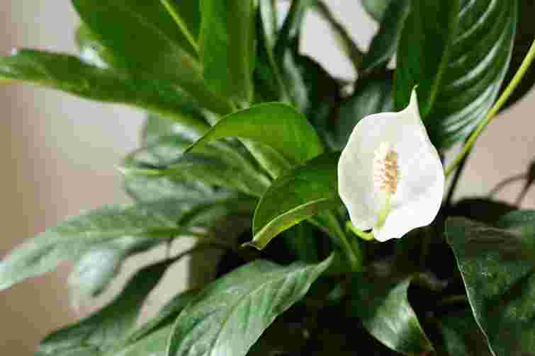 Чому у спатифілума чорніють листки: 6 причин і як швидко все виправити