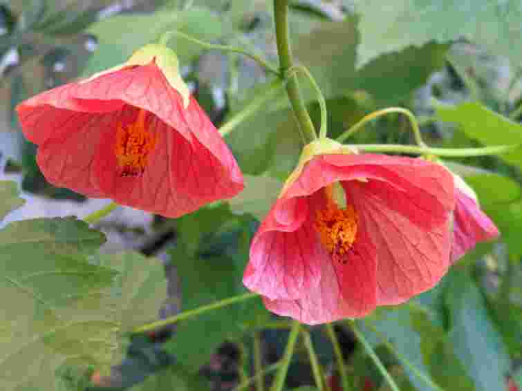 Садові красуні в будинку: 8 рослин, які дуже легко вирощувати цілий рік