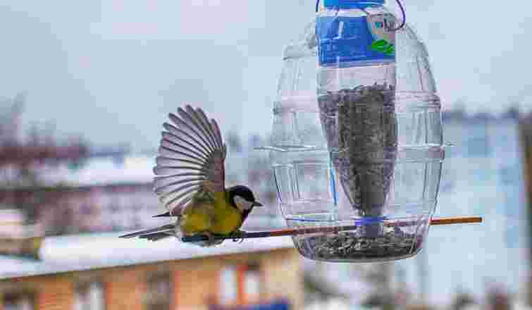 Всього за 10 хвилин: як зробити годівничку для птахів власноруч