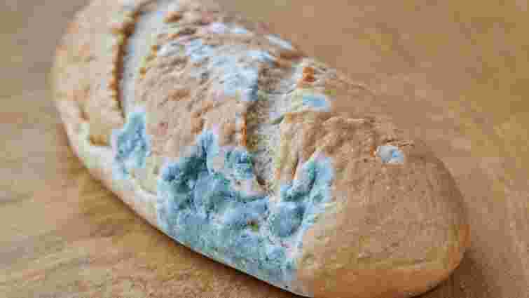 Не минуло і два дні: чому хліб так швидко пліснявіє або черствіє і як це виправити