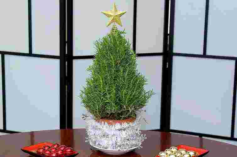 Альтернатива на роки: якими деревами можна замінити класичну новорічну ялинку