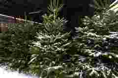 В Ужгороді визначили локації для торгівлі ялинками