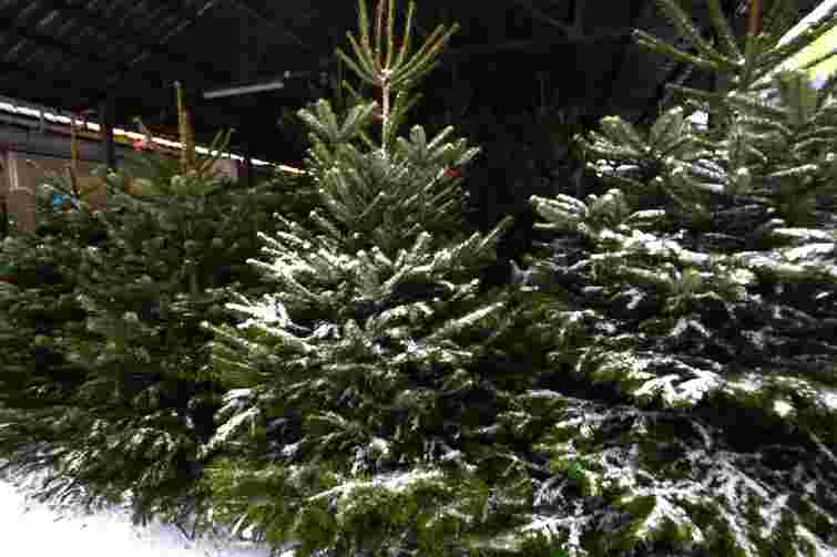 В Ужгороді визначили локації для торгівлі ялинками