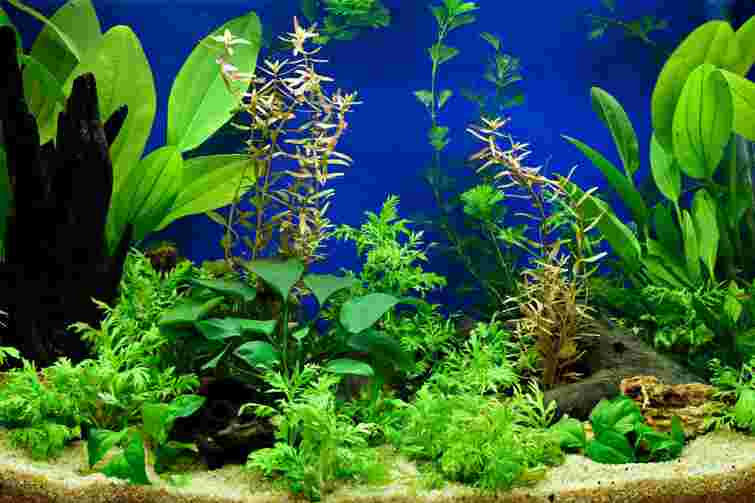 Невибагливі, але неймовірно гарні: 10 найкращих акваріумних рослин для початківців