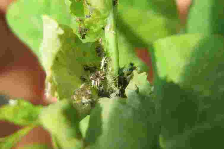 Що це за мушки: 5 найпоширеніших шкідників кімнатних рослин і як з ними боротися