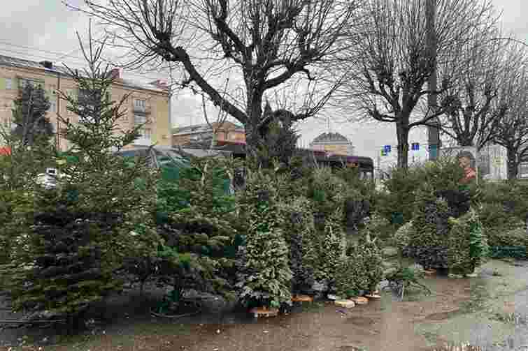 У Чернівцях визначили офіційні майданчики для продажу різдвяних ялинок