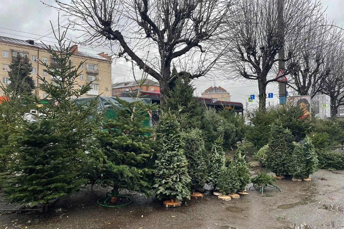 У Чернівцях визначили офіційні майданчики для продажу різдвяних ялинок