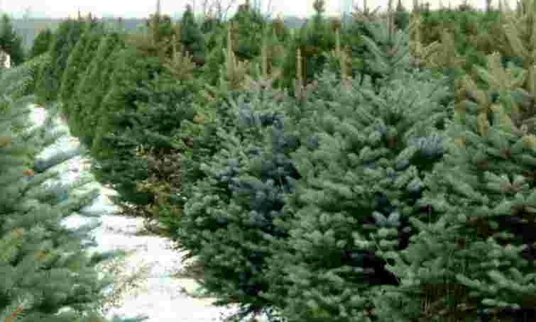 У Луцьку визначили 10 офіційних локацій для продажу новорічних ялинок