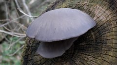 Шукайте «устричний гриб» в грудневому лісі