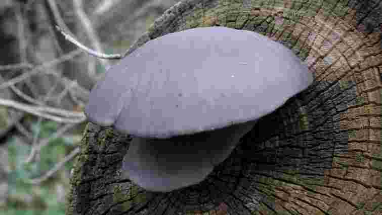 Шукайте «устричний гриб» в грудневому лісі