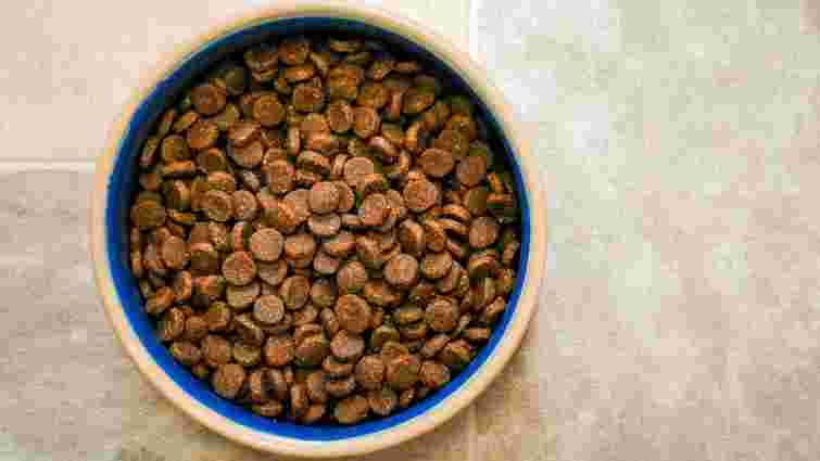 Вічне питання: який корм краще давати котам і собакам – вологий чи сухий