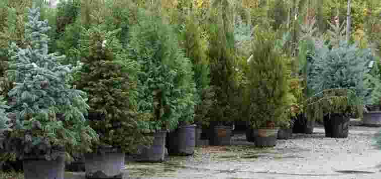 У Рівному оприлюднили адреси всіх офіційних точок продажу ялинок