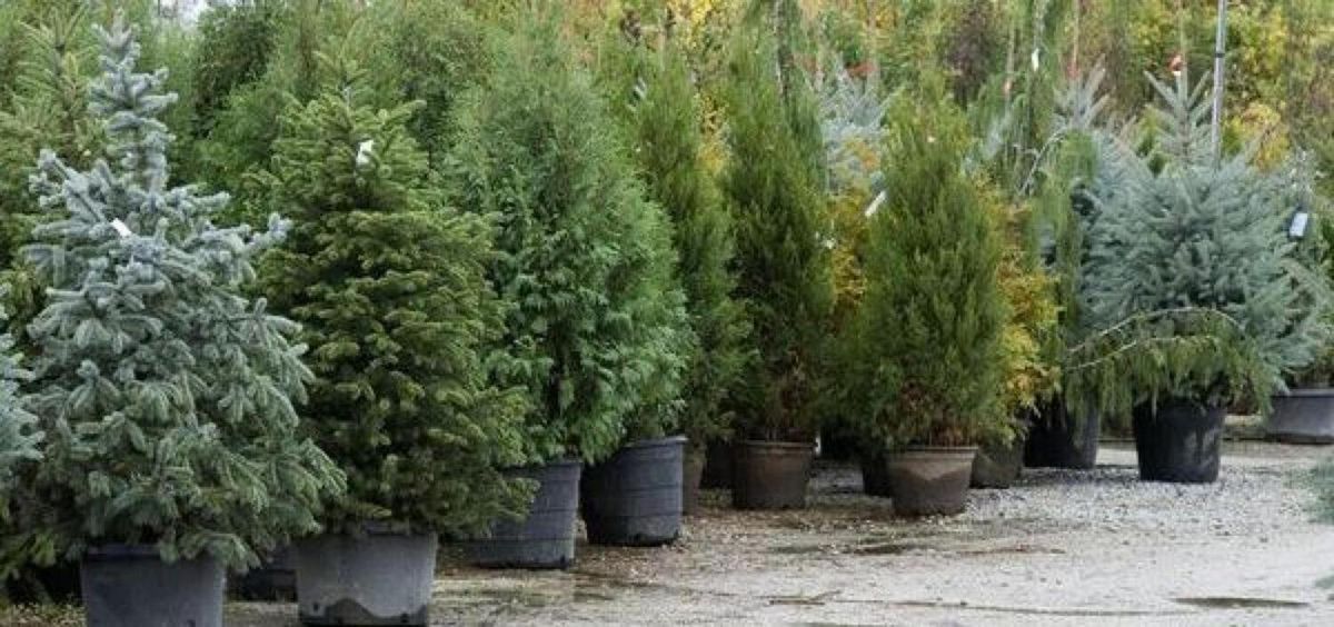 У Рівному оприлюднили адреси всіх офіційних точок продажу ялинок