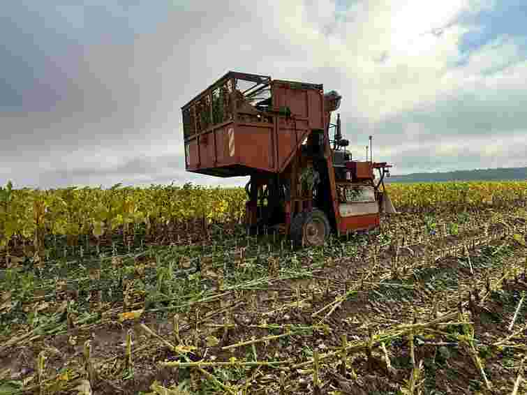 На Волині викрили підпільний сімейний бізнес з вирощування тютюну на 40 га
