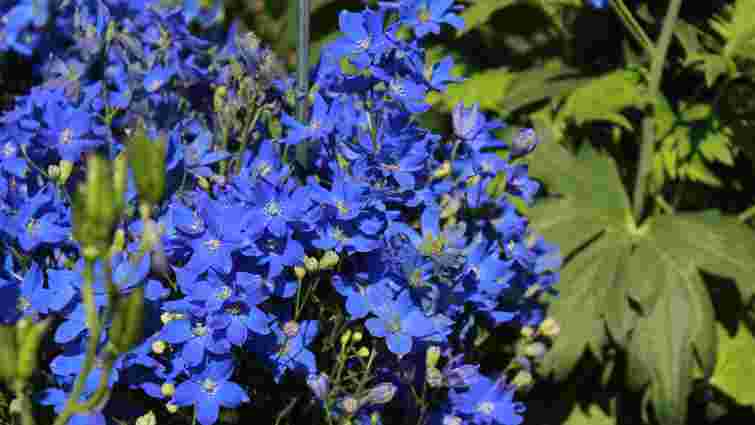 Плануйте весну взимку: які квіти варто посіяти вже в грудні