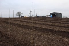 На Волині заклали найбільший вишневий сад в області